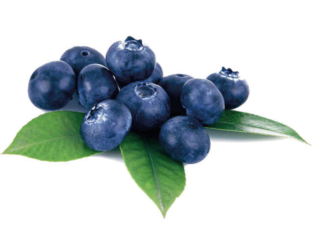  Bilberry Extract 