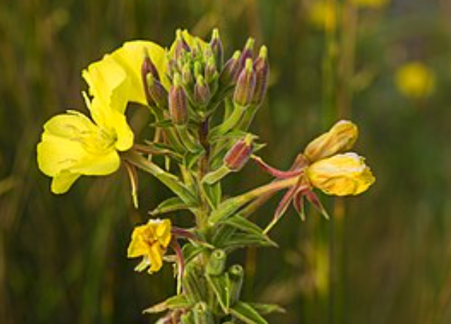  Oleum Oenotherae Biennis 