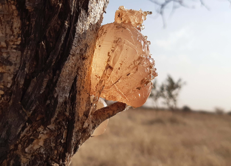  Acacia gum 