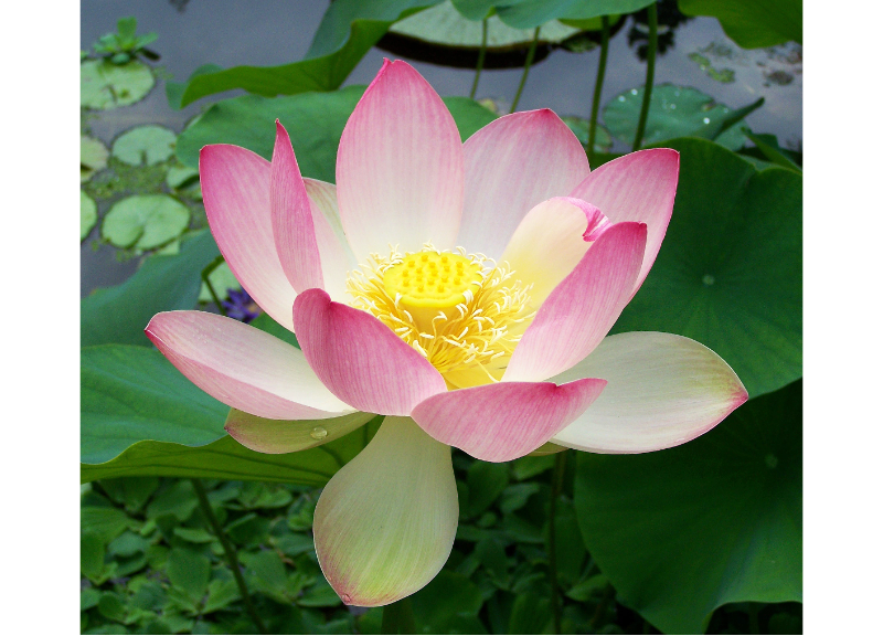  Nelumbo Nucifera Root Extract 