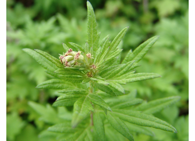  Artemisia Vulgaris 