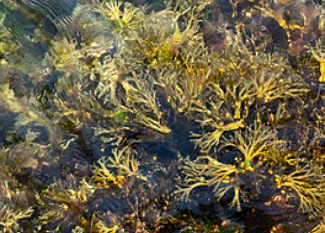  Bladderwrack Extract 