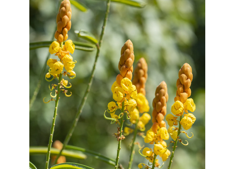  Cassia Alata Leaf Extract 