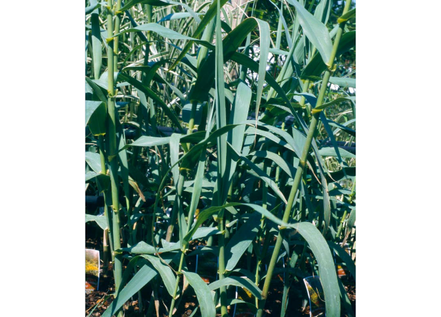  Arundo Donax Stem Extract 