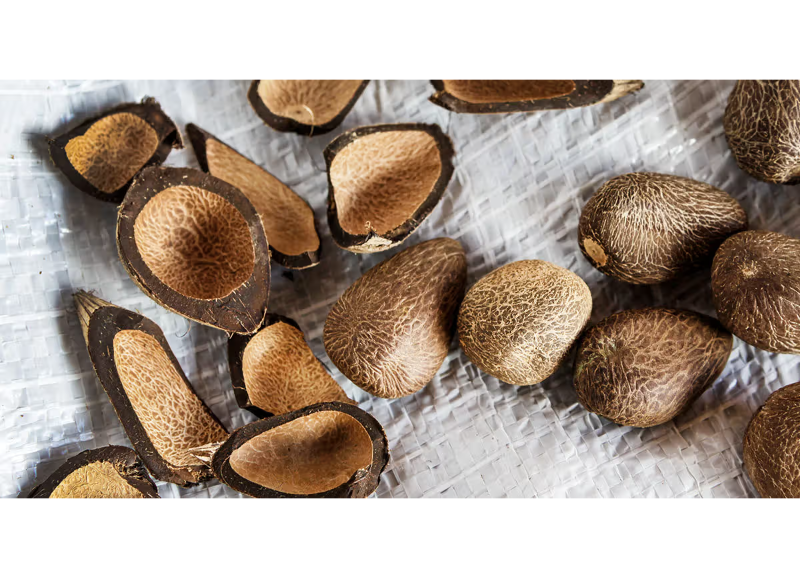  Astrocaryum Murumuru Seed Butter 