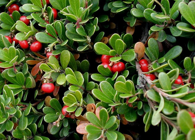  Arctostaphylos Uva Ursi Leaf Extract 
