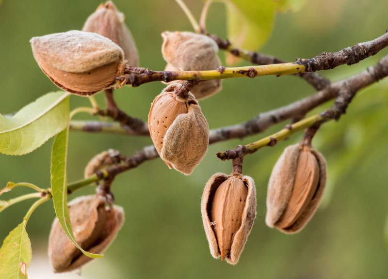  Almond Oil 