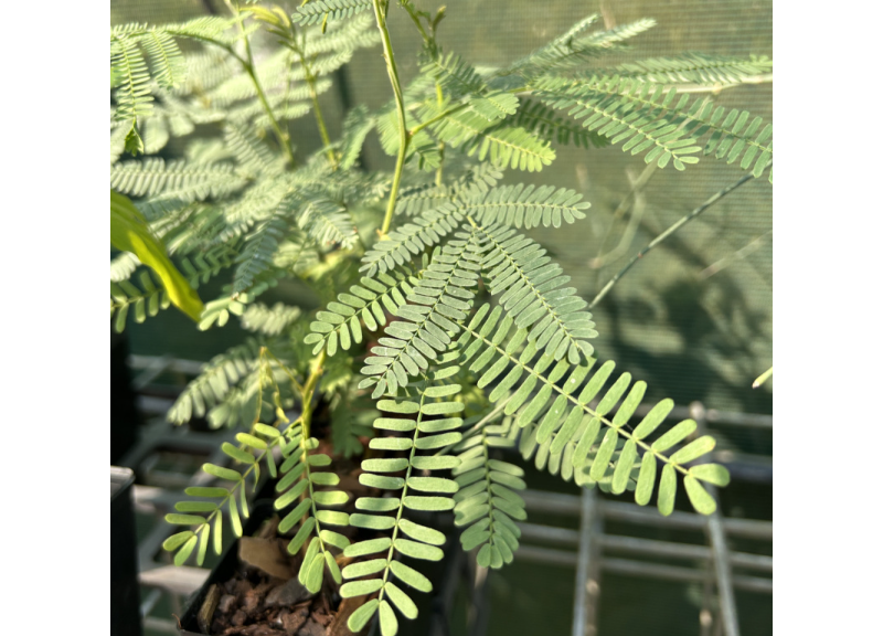  Acacia Dealbata Leaf Wax 