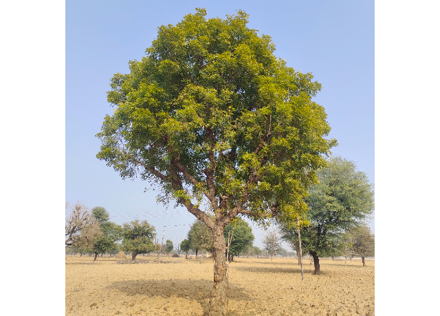  Azadirachta Indica 
