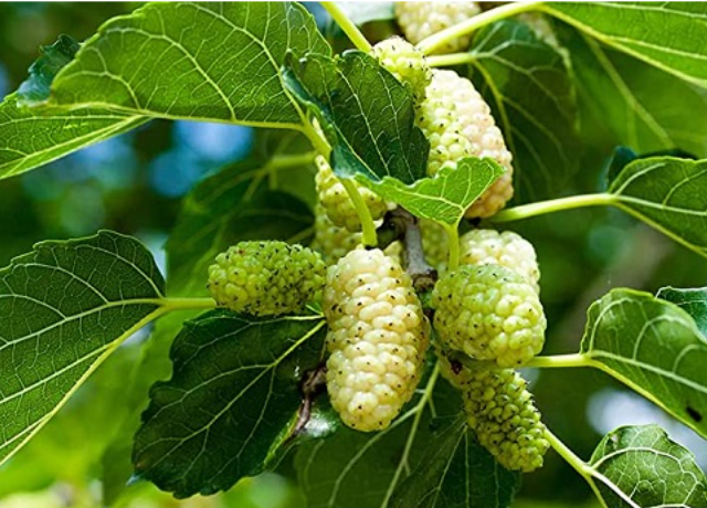  Morus Alba Root Extract 
