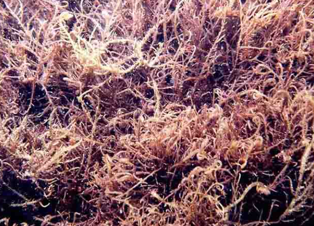  Hypnea Musciformis (Algae) Extract 