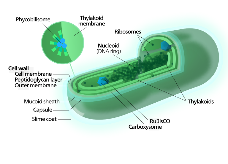  Spirulina 