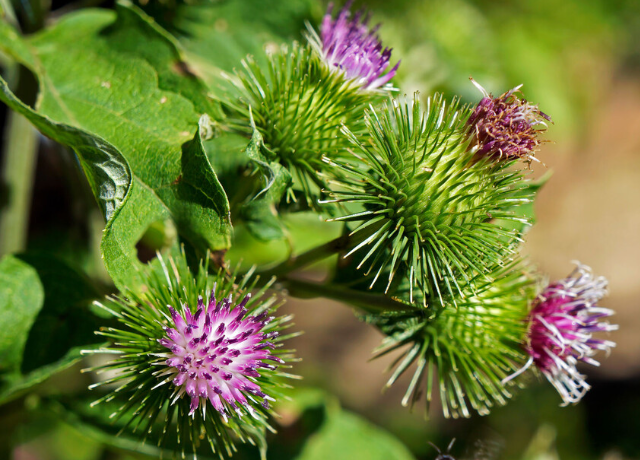  Arctium Majus 
