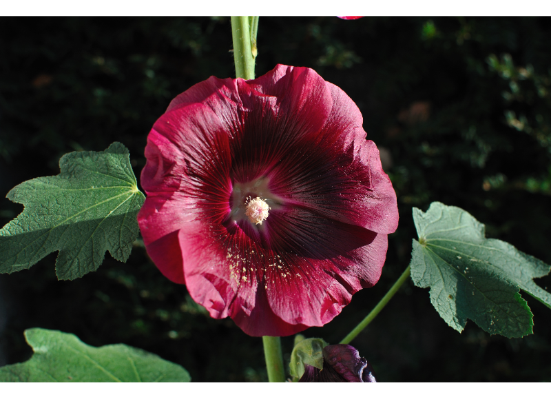  Althaea Rosea 