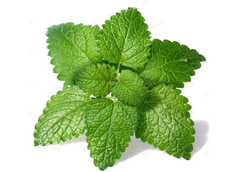  Melissa Officinalis Leaf Extract 