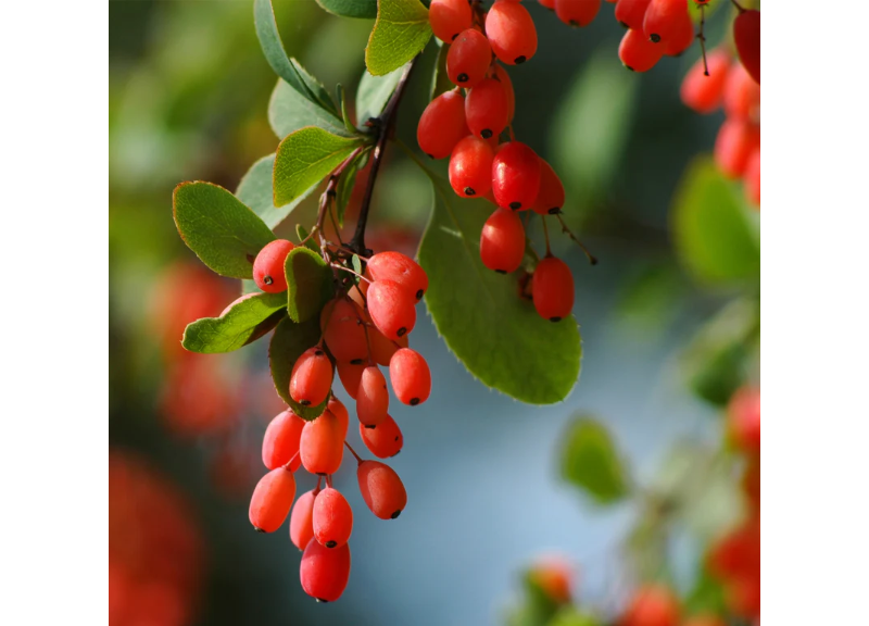  Barberry 