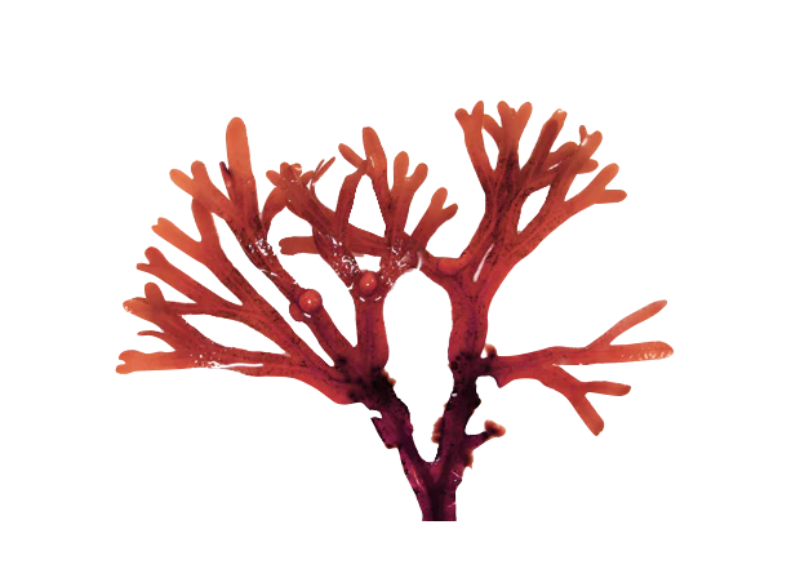  Ahnfeltia Concinna Extract 