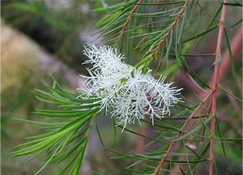  Oleum Melaleuca Alternifolia 