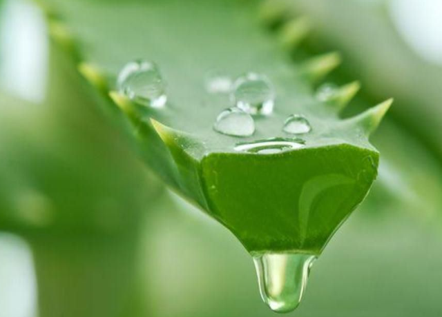  Aloe Barbadensis Gel 