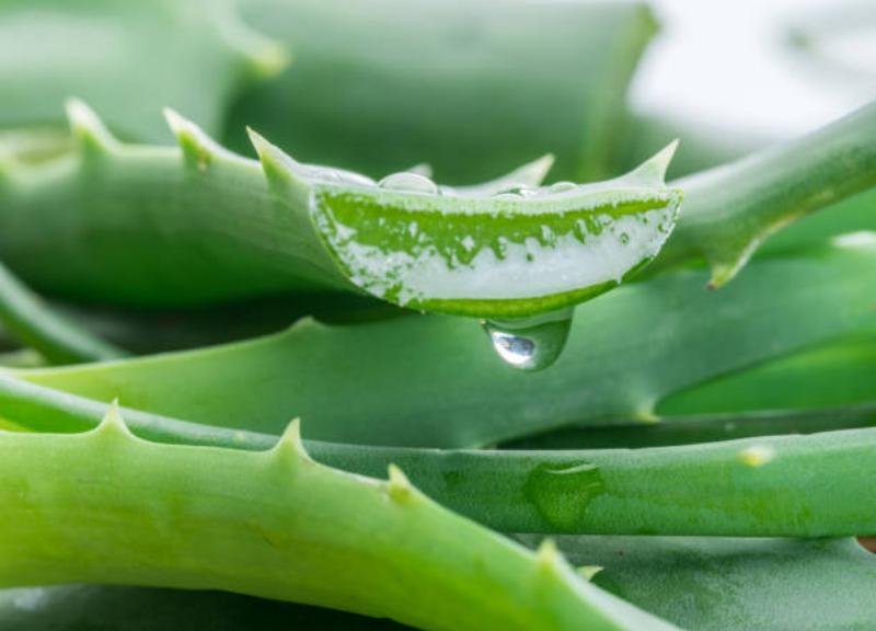  Aloe Arborescens Leaf Juice 