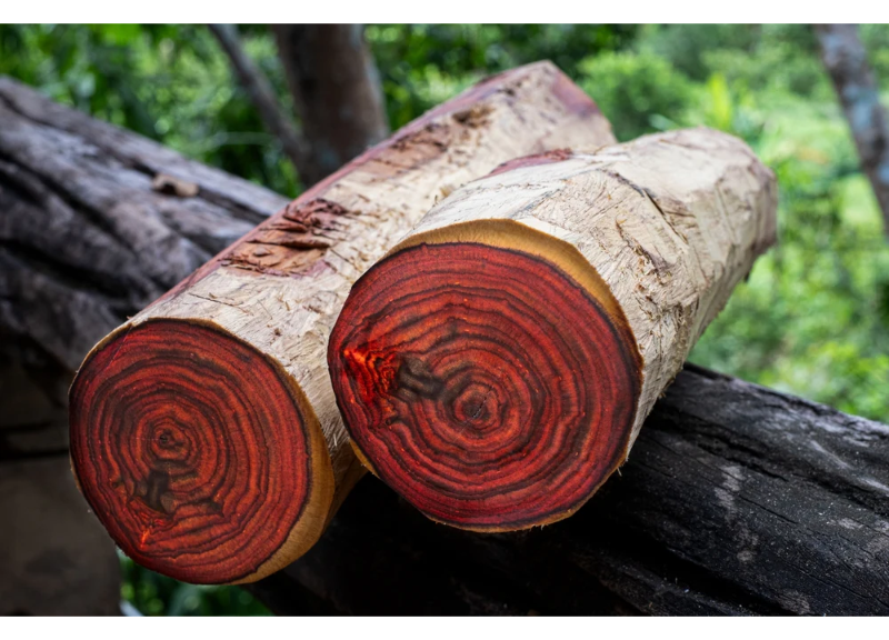  Aniba Rosaeodora (Rosewood) Wood Extract 