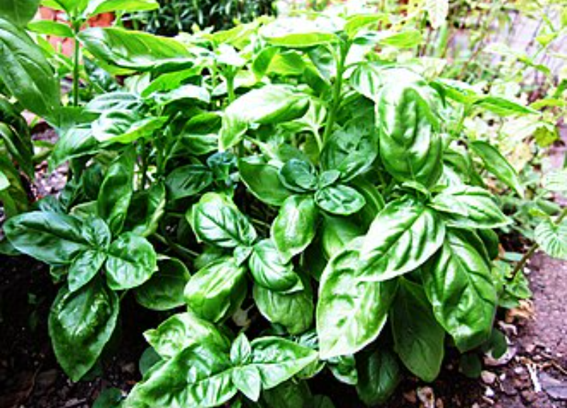  Oleum Ocimum Basilicum 