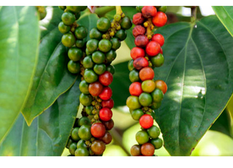  Black Pepper Extract And Oil 