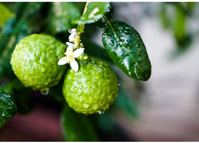  Bergamot Oil 