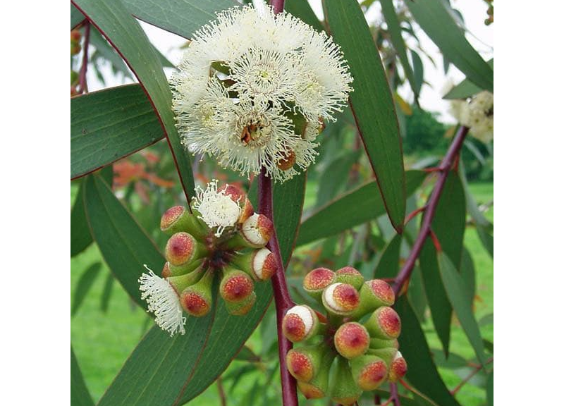  Oleum Eucalypti 