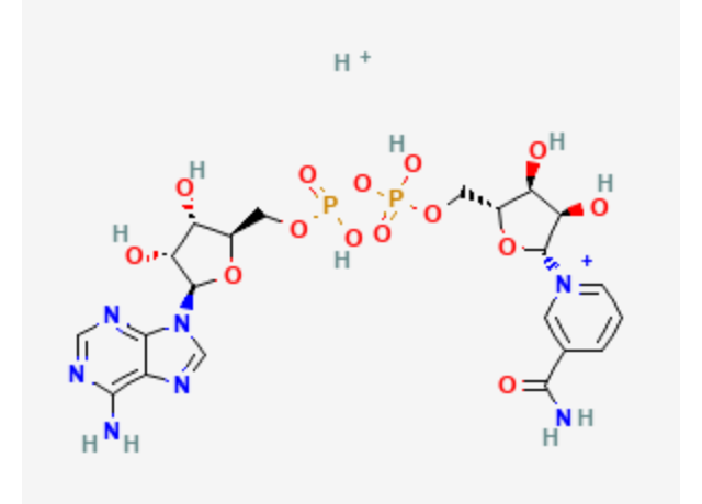  Nicotinamide Adenine Dinucleotide* 