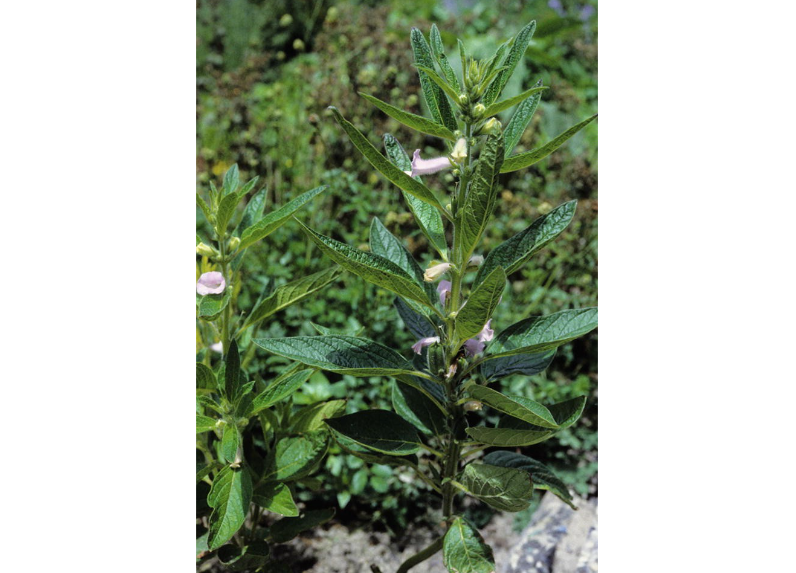 Oleum Sesame indicae 